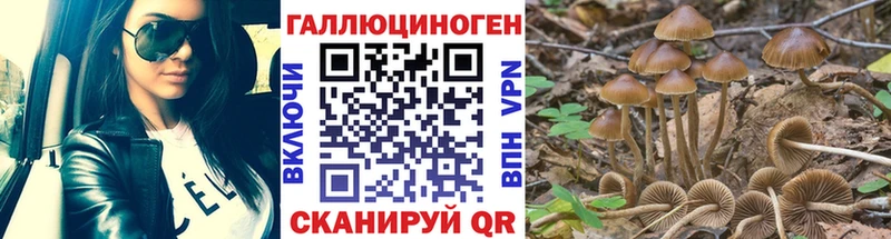 Галлюциногенные грибы Psilocybine cubensis  Новочеркасск 